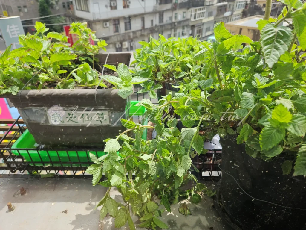 新竹關西仙草巷|仙草凍膠質丁,在地人激推必吃冰品!