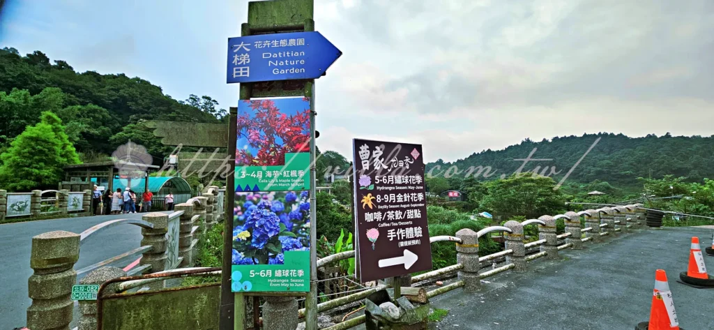 陽明山_竹子湖繡球花季_大梯田花卉生態農園_陽明山花季