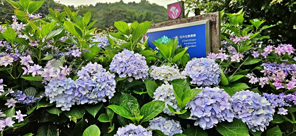 陽明山_竹子湖繡球花季_大梯田花卉生態農園_陽明山繡球花季要怎麼玩最順