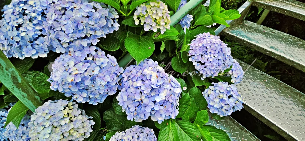 陽明山_竹子湖繡球花季_大梯田花卉生態農園_陽明山繡球花季要怎麼玩最順