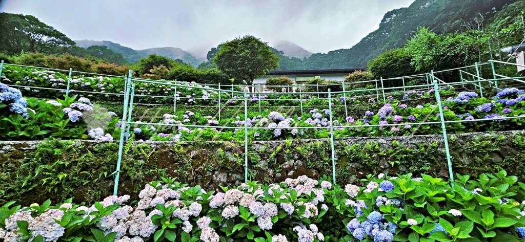 陽明山_竹子湖繡球花季_大梯田花卉生態農園_梯田設計層層堆疊