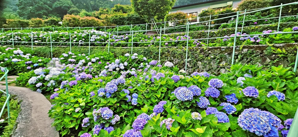 陽明山_竹子湖繡球花季_大梯田花卉生態農園_梯田設計層層堆疊