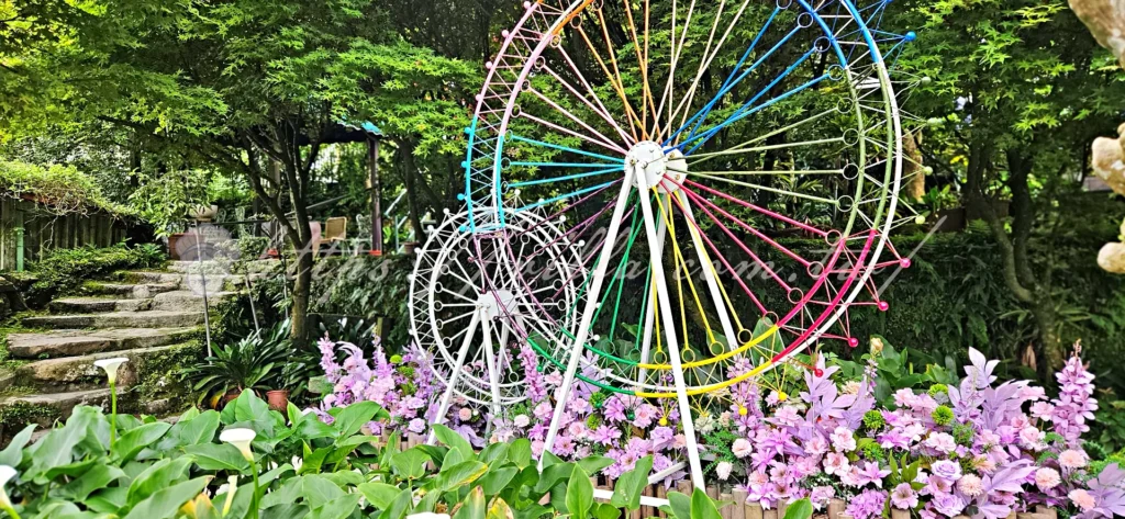 陽明山_竹子湖繡球花季_大梯田花卉生態農園_處處可見的拍照點