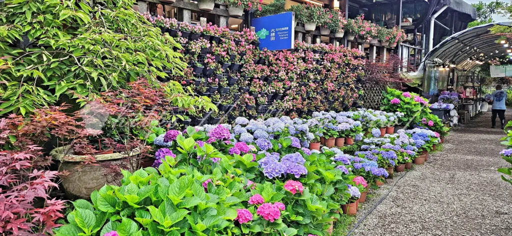 陽明山_竹子湖繡球花季_大梯田花卉生態農園_戶外用餐區