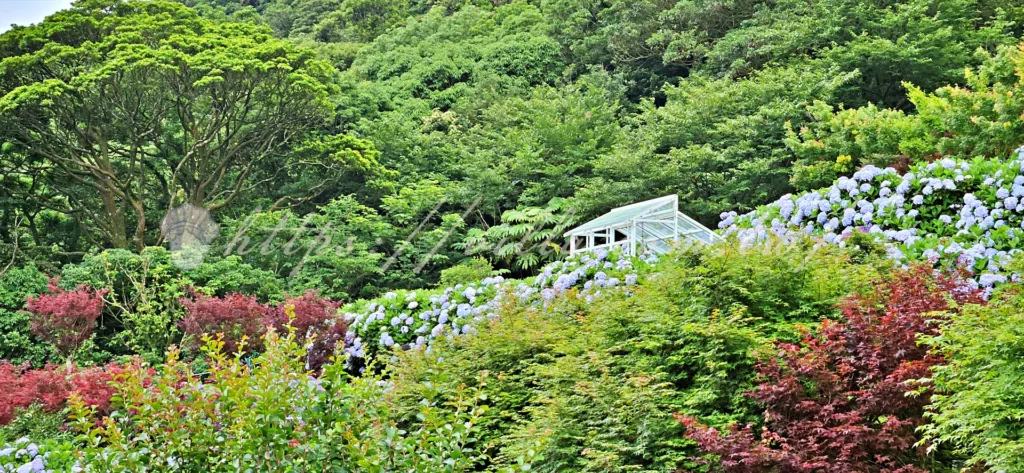 陽明山_竹子湖繡球花季_大梯田花卉生態農園