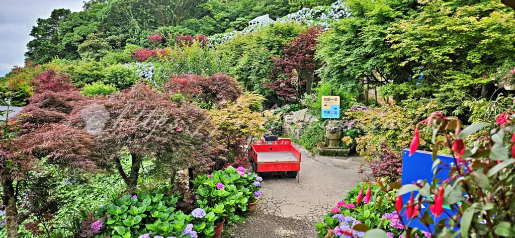 陽明山_竹子湖繡球花季_大梯田花卉生態農園_