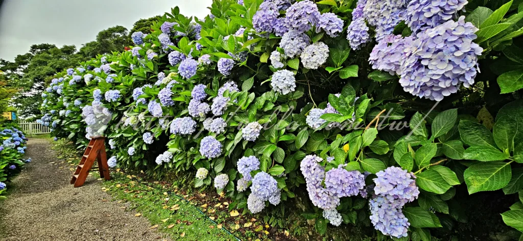 陽明山_竹子湖繡球花季_大梯田花卉生態農園_ig拍照花牆