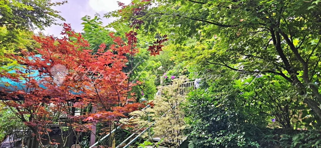 陽明山_竹子湖繡球花季_大梯田花卉生態農園_園內動線