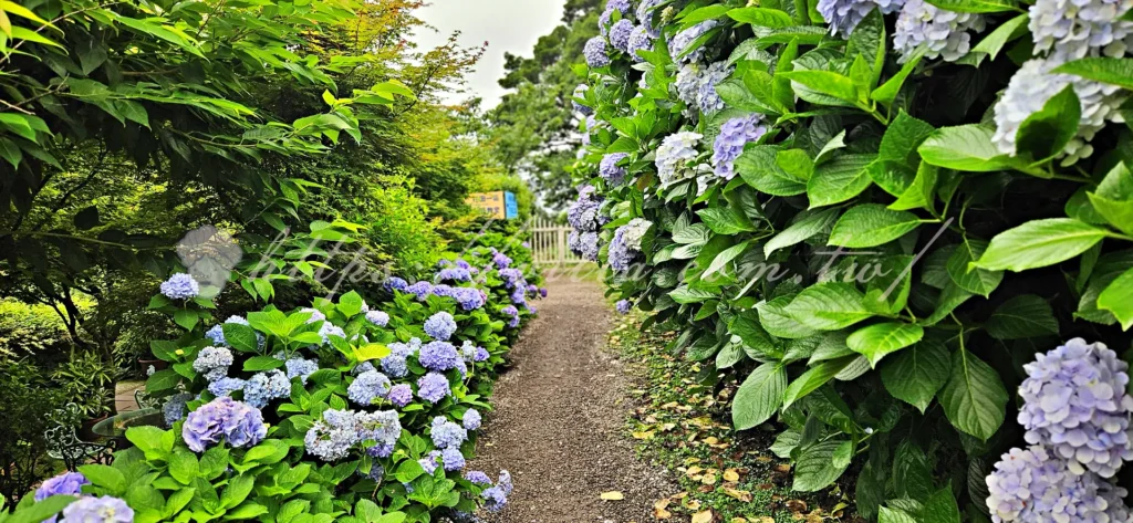 陽明山_竹子湖繡球花季_大梯田花卉生態農園_白色花棚
