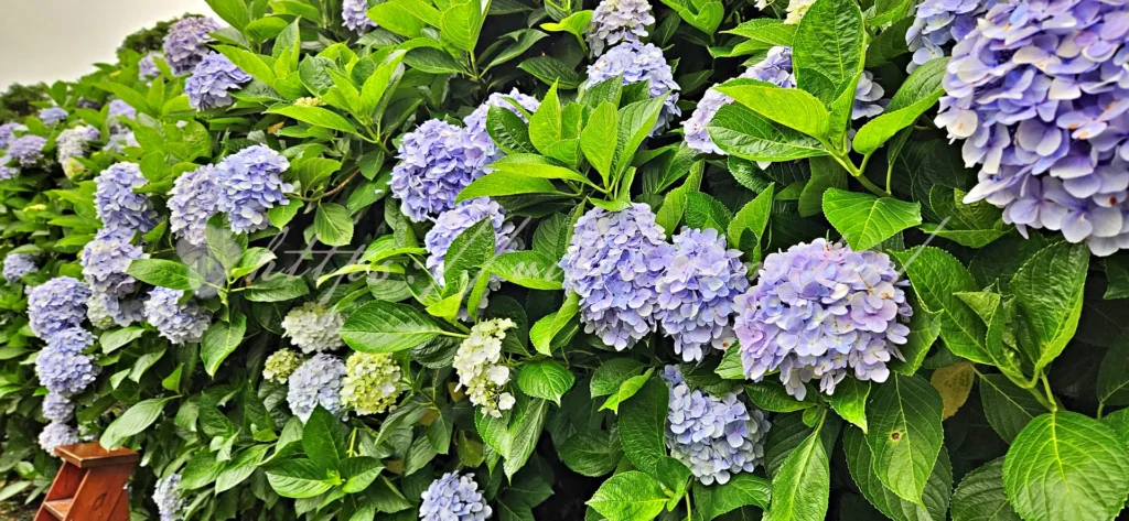 陽明山_竹子湖繡球花季_大梯田花卉生態農園