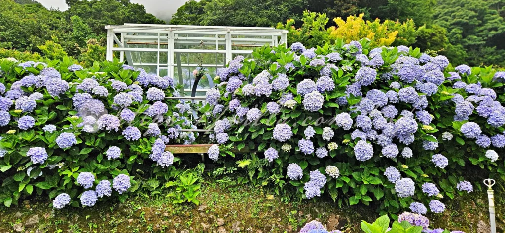 陽明山_竹子湖繡球花季_大梯田花卉生態農園_白色花棚