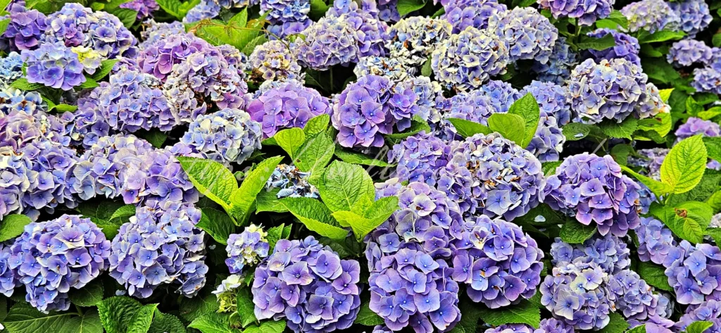 陽明山_竹子湖繡球花季