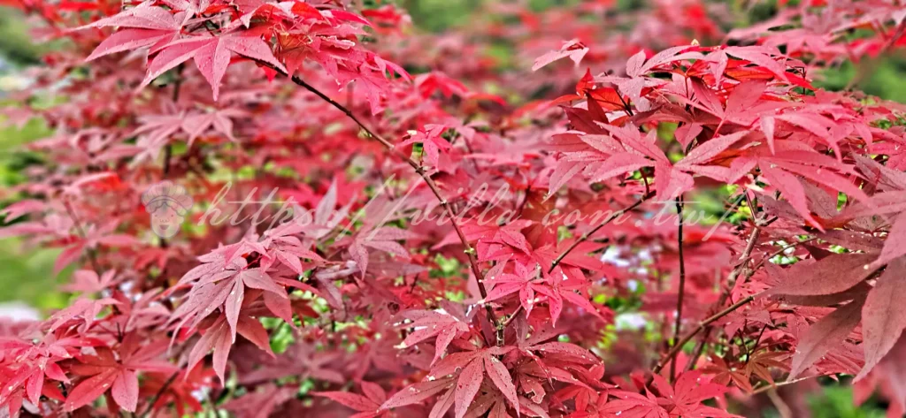 陽明山_竹子湖繡球花季_大梯田花卉生態農園_迷人的楓葉小徑