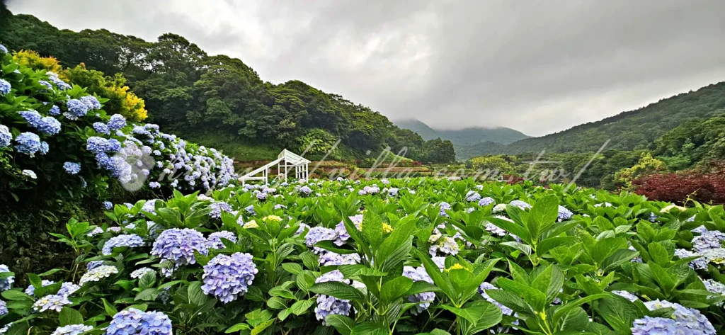 陽明山_竹子湖繡球花季_大梯田花卉生態農園_白色花棚