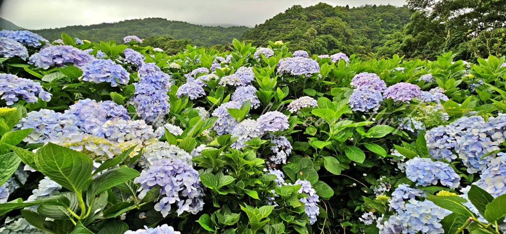 陽明山_竹子湖繡球花季_大梯田花卉生態農園