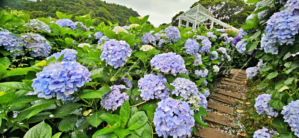 陽明山_竹子湖繡球花季_大梯田花卉生態農園_園內動線