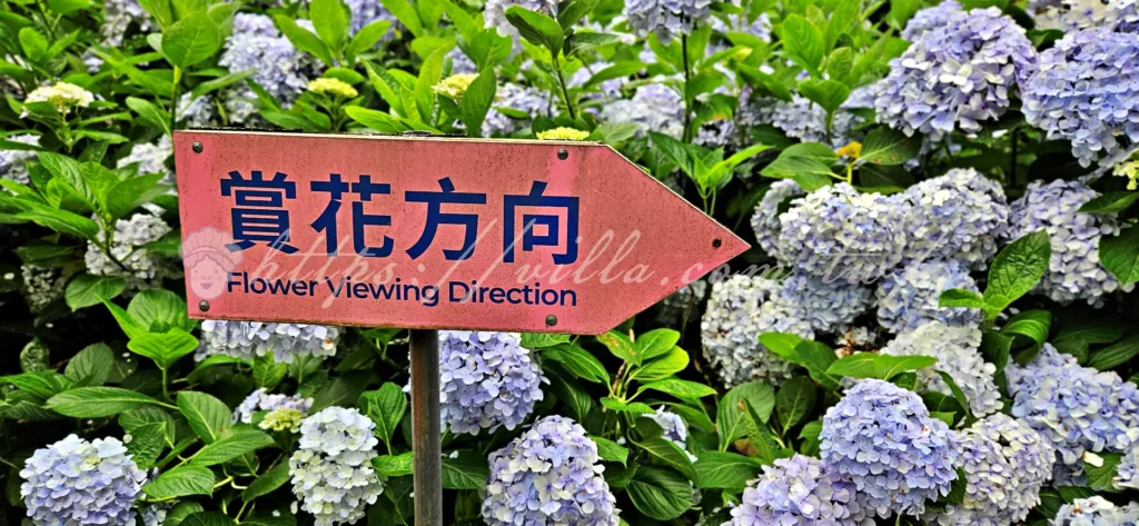 陽明山_竹子湖繡球花季_大梯田花卉生態農園_園內動線指示牌
