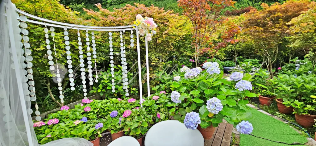 陽明山_竹子湖繡球花季_大梯田花卉生態農園_處處可見的拍照點