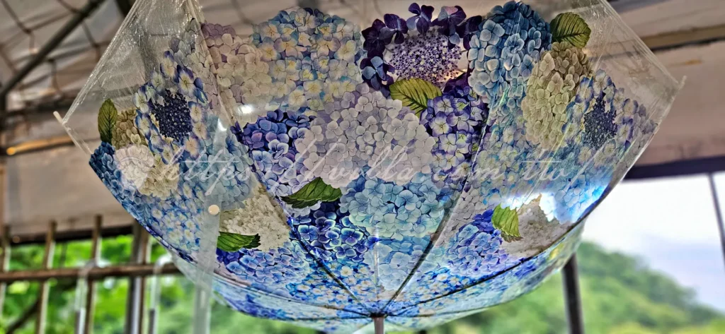 陽明山_竹子湖繡球花季_大梯田花卉生態農園_日本進口的繡球花陽傘