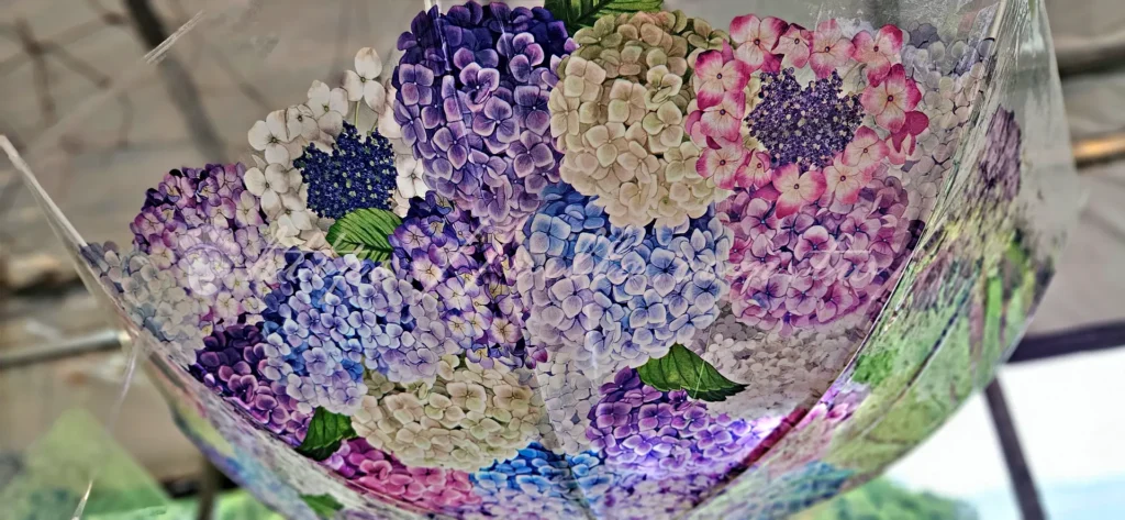 陽明山_竹子湖繡球花季_大梯田花卉生態農園_日本進口的繡球花陽傘