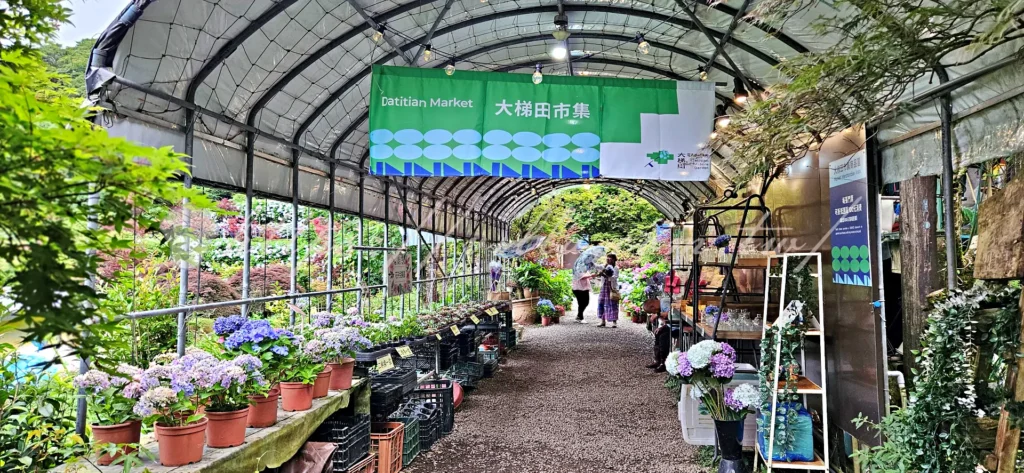 陽明山_竹子湖繡球花季_大梯田花卉生態農園_入口市集