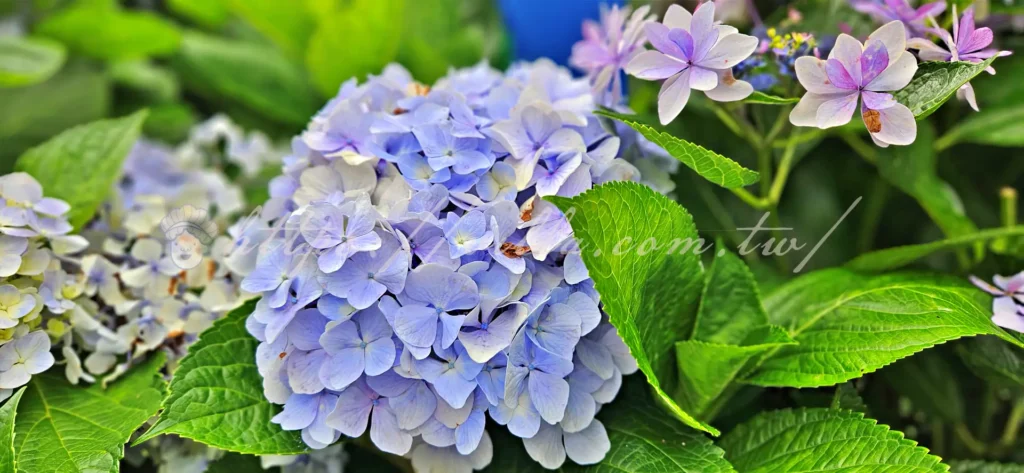 陽明山_竹子湖繡球花季
