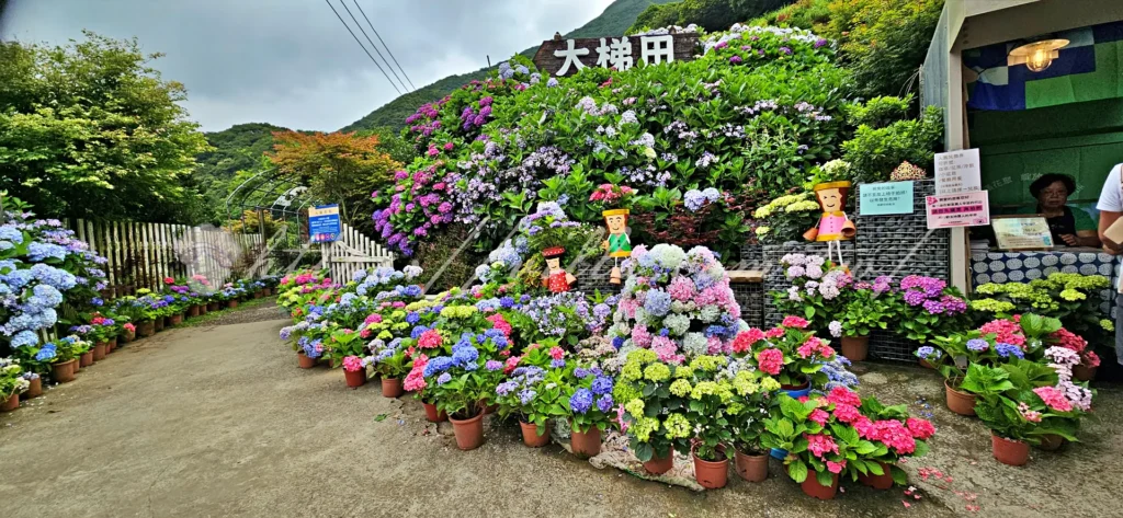 陽明山_竹子湖繡球花季_大梯田花卉生態農園入口