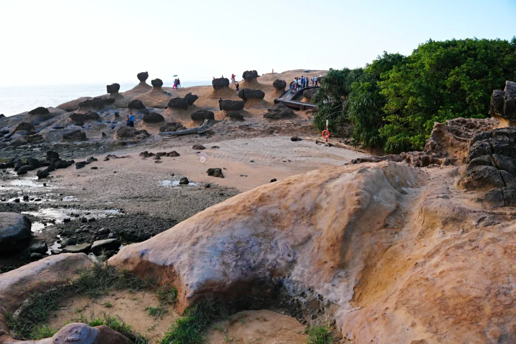 野柳地質公園整片蕈狀岩地形