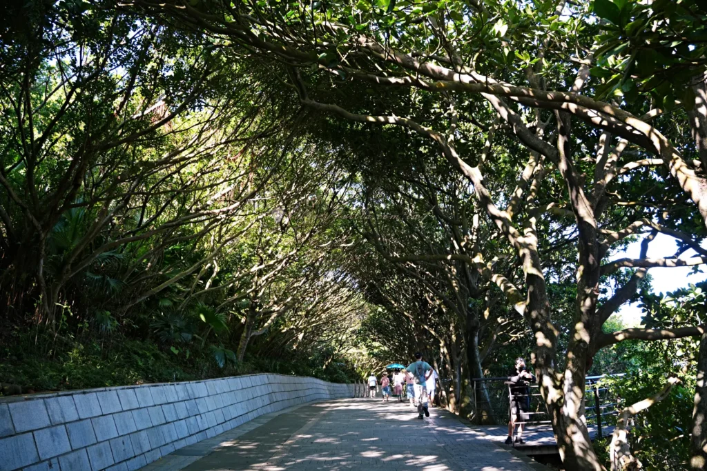 野柳地質公園入口的樹蔭步道