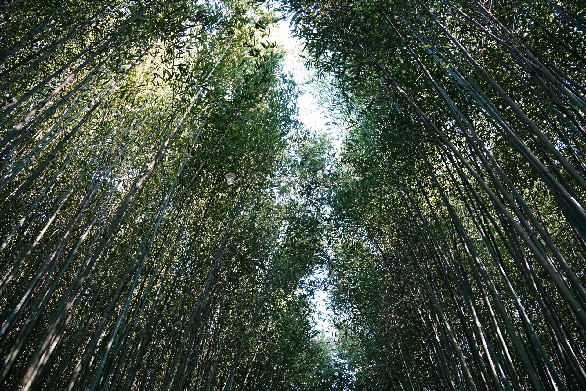 從竹林底部仰拍,竹葉在頭頂交疊只露出一線天空