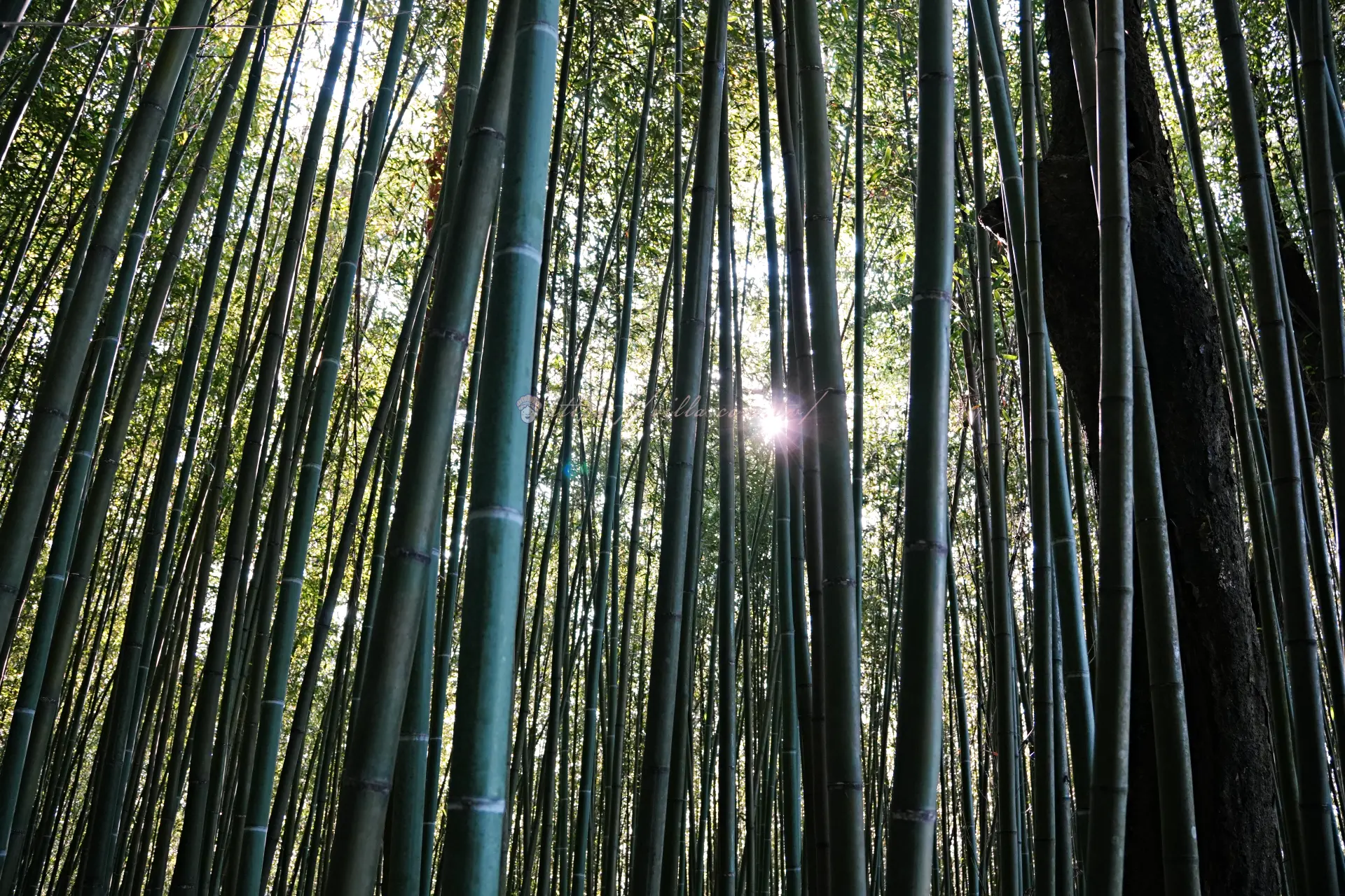 晴天陽光從烏嘎彥竹林的竹稈間透進來