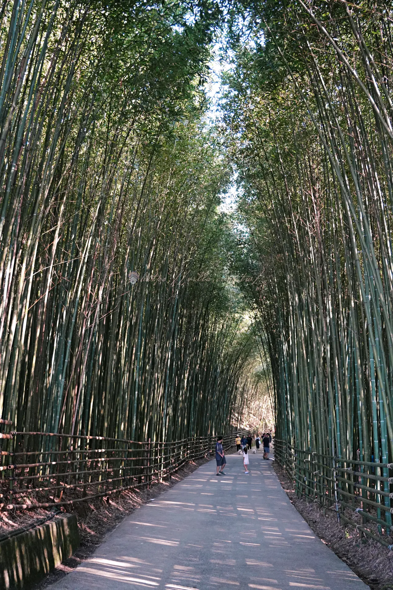 烏嘎彥竹林秘境的竹林隧道,兩側竹欄夾著水泥步道往前延伸