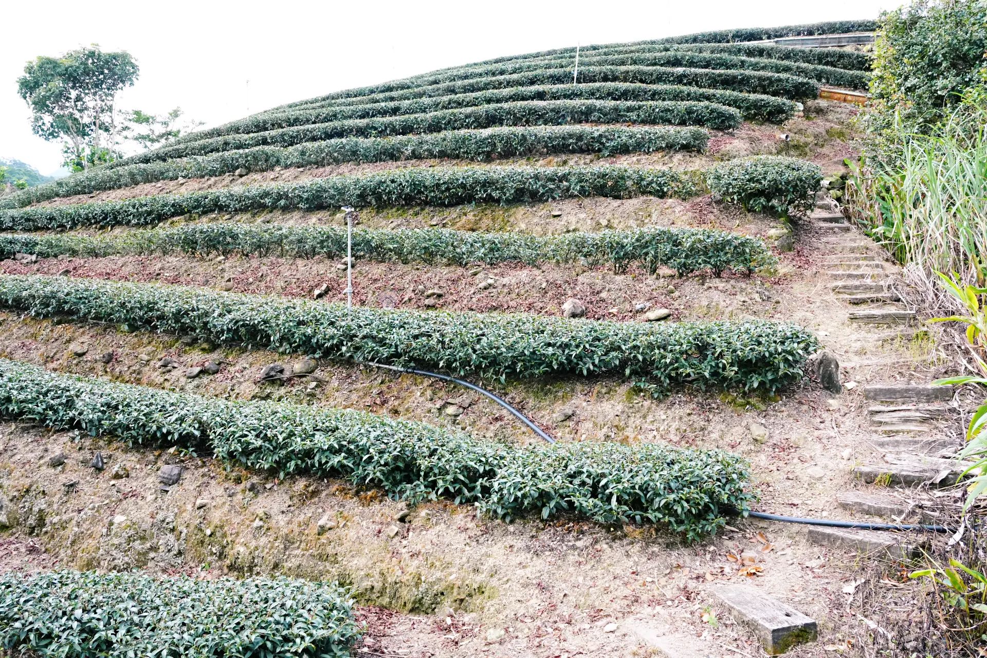 坪林山坡上一層層的包種茶園